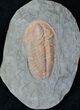 Hamatolenus vincenti Trilobite #12934-2